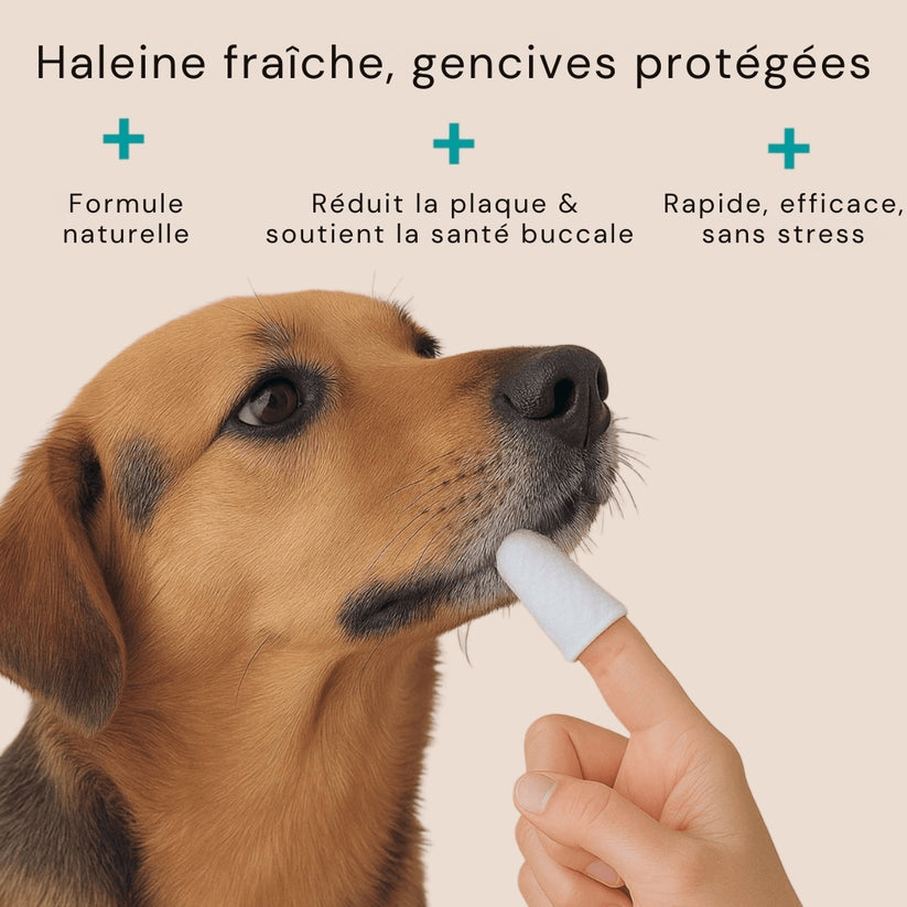 Dentipet™ – Lingettes hygiène dentaire animale