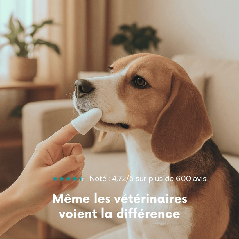 Dentipet™ – Lingettes hygiène dentaire animale