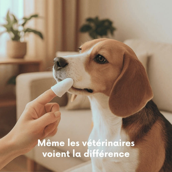 “Dents propres, haleine fraîche : le manuel indispensable des maîtres