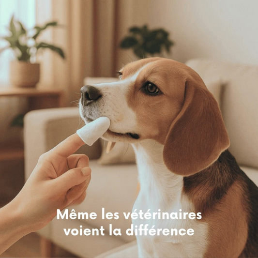 “Dents propres, haleine fraîche : le manuel indispensable des maîtres