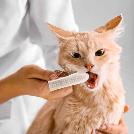 Dentipet™ – Lingettes hygiène dentaire animale